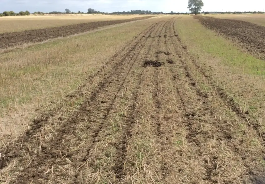 Strip-tilled autumn seedbed prepared for cereal drilling.