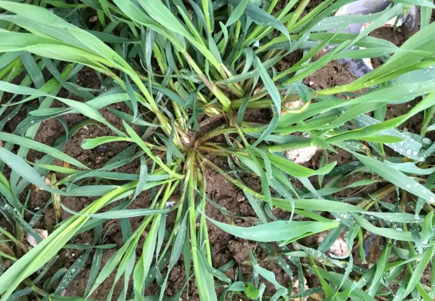 Overhead view of cereal plant crown spreading early tillers in autumn soil.