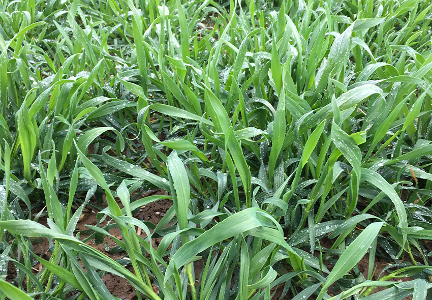 Overhead view of cereal plant crown spreading early tillers in autumn soil.
